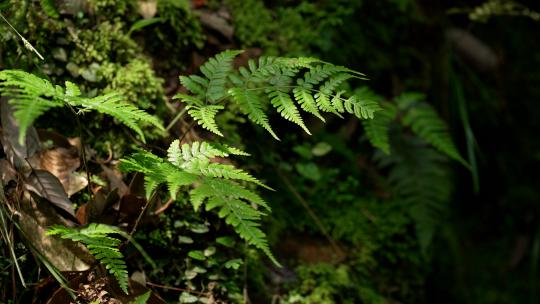 杭州虎跑晴天微风吹过绿色蕨类植物树叶