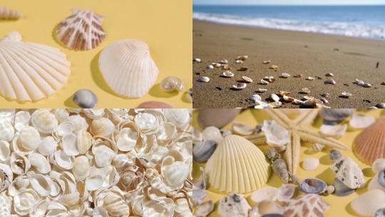 【合集】贝壳沙滩海滩海洋海边贝壳视频素材模板下载