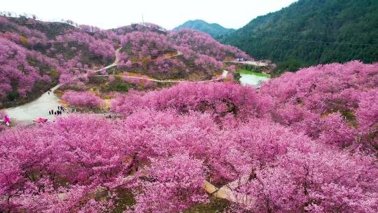 航拍大片万亩樱花园树林美丽乡村振兴粉红色