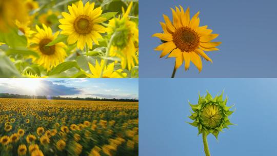 【合集】做一朵向日葵，向阳而生视频素材模板下载