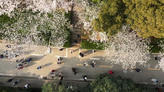 航拍春天武汉大学樱花大道盛开的樱花