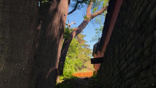 古风意境树木空镜/国风光影树干/历史古风高清在线视频素材下载