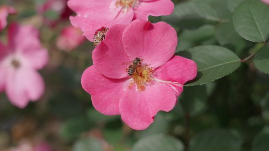 春季月季花与蜜蜂采蜜