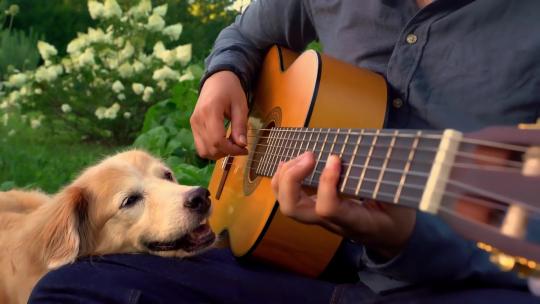 给狗狗弹吉他视频素材模板下载