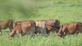 海南黄牛在农场悠闲地吃草高清在线视频素材下载
