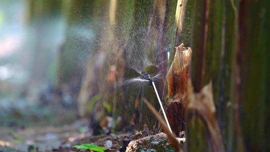 香蕉树香蕉园喷水喷洒灌溉系统