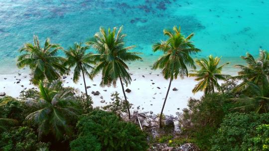 热带海滩椰子树的鸟瞰图视频素材模板下载