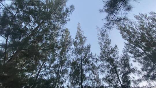 低角度仰拍的高大的树木