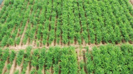 姜地航拍生姜种植农产品姜绿色植物丰收视频素材模板下载