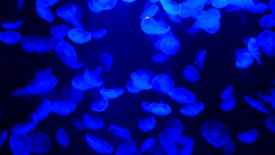 海底世界海洋馆水族馆水母