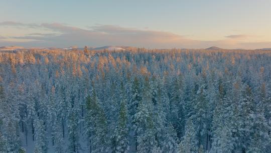 4K雾凇雪景视频素材模板下载