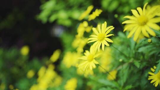 春天户外盛开的黄色野花