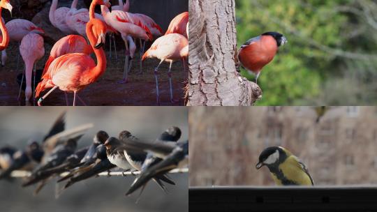 【合集】鸟类 鸟 各种品种的鸟