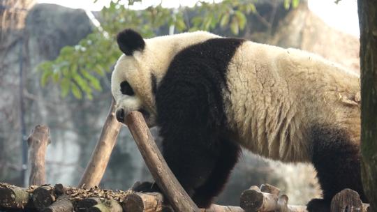 大熊猫繁育基地 熊猫 成都 四川