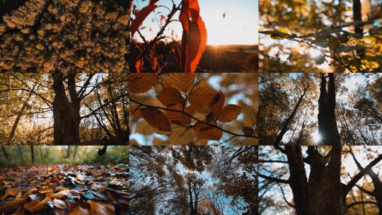 秋天森林秋季秋景落叶阳光穿过树林黄叶