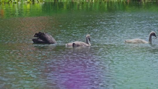 湖面上的黑天鹅和幼崽