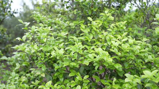 茶籽油树叶子
