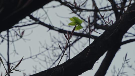 树枝发芽新生命