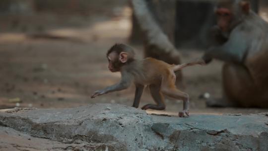 印度恒河边的猴子视频素材模板下载
