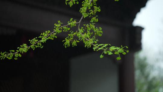 杭州钱王祠春天清明节雨天古建筑自然唯美