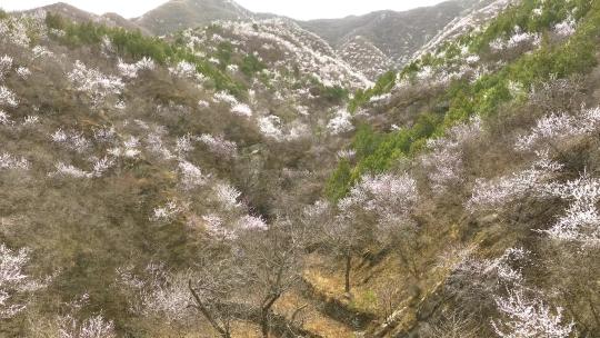 4K航拍春天北京花海