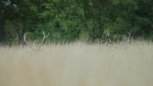 野生鹿隐藏在高草场中