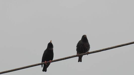 两只鸟栖息在一根电线上一只飞走了