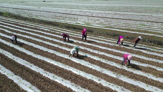 武汉市蔡甸区消泗乡万亩甜玉米基地农作场景