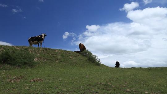 甘孜阿坝 大草原 低角度 黄牛 奶牛