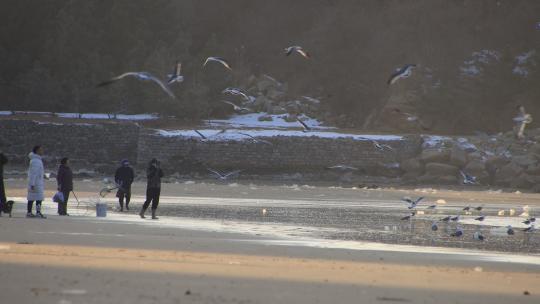 威海金海湾沙滩上飞舞的海鸥视频素材模板下载
