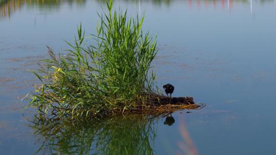 湿地公园水中国家野生保护动物黑鹳