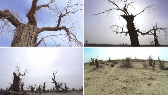 魔鬼林 枯树林 枯死的胡杨树高清在线视频素材下载