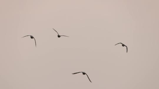 迁徙来深圳湾的赤颈鸭