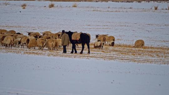 冬季牧场归家的羊群 归家的牧羊人