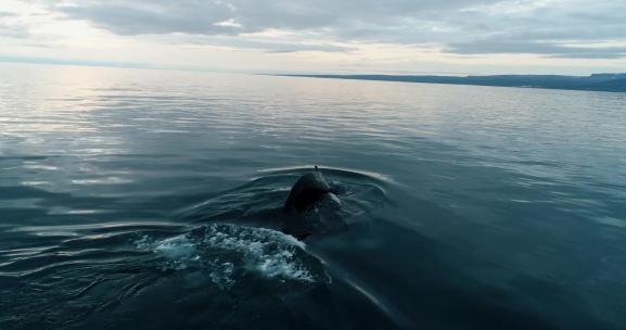 鲸鱼在清澈的蓝色海水中游泳3