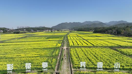 长沙望城茶亭油菜花海