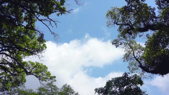 蓝天白云树叶唯美风景