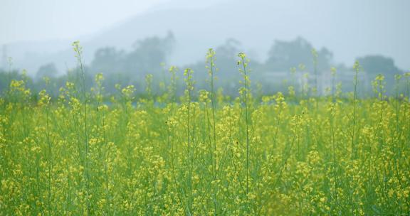 春天蜜蜂采蜜油菜花田唯美油菜花籽