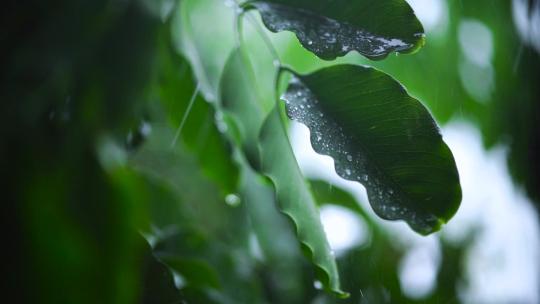 唯美的雨滴拍打在绿叶上面视频素材模板下载