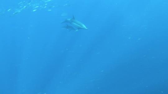 海豚 海豚捕鱼 海洋生物 一群海豚视频素材模板下载