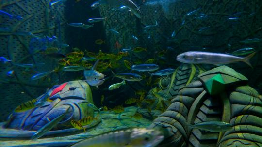 鱼群 海洋馆 水族馆 海底世界视频素材模板下载