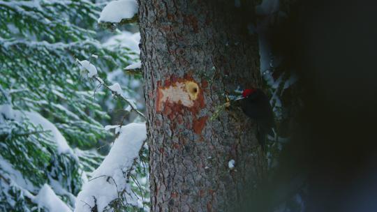 一只黑啄木鸟在雪树上啄树枝