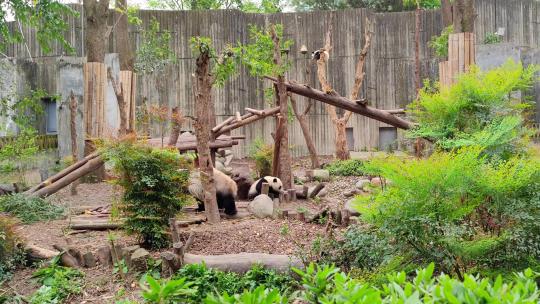 成都大熊猫繁育研究基地玩耍嬉戏的大熊猫