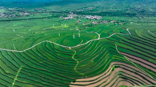 麦田 麦地梯田