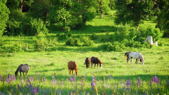 阳光牧场草原马匹吃草明媚夏季