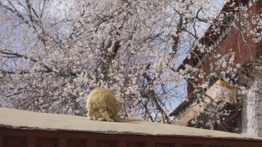 拉萨古寺桃花树下的猫咪