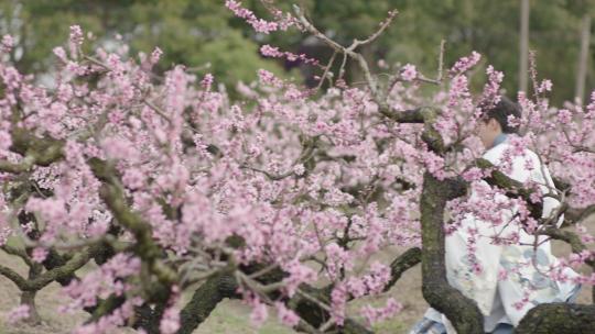 桃花油菜花樱花春天情侣古镇古装汉服武德