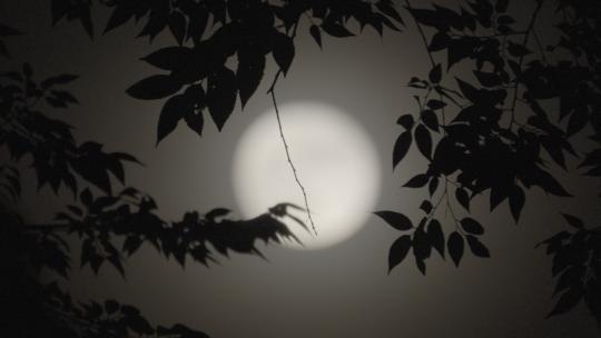 树枝月亮 月亮意境视频素材模板下载