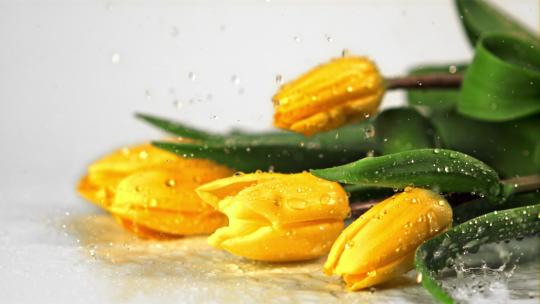 水落在黄色的郁金香花上