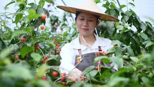 中年女性农民在果园采摘小樱桃
